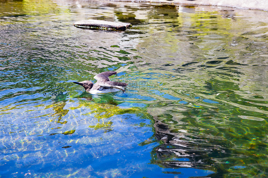 水中动物园的水禽鸟类海鸟翅膀游泳动物园图片