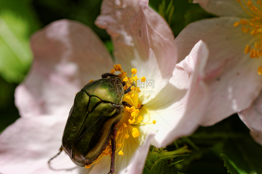 甲壳虫蛋白纤维物种生物昆虫鲸鱼生物学植物脊椎动物正方形绿色荒野黄色图片