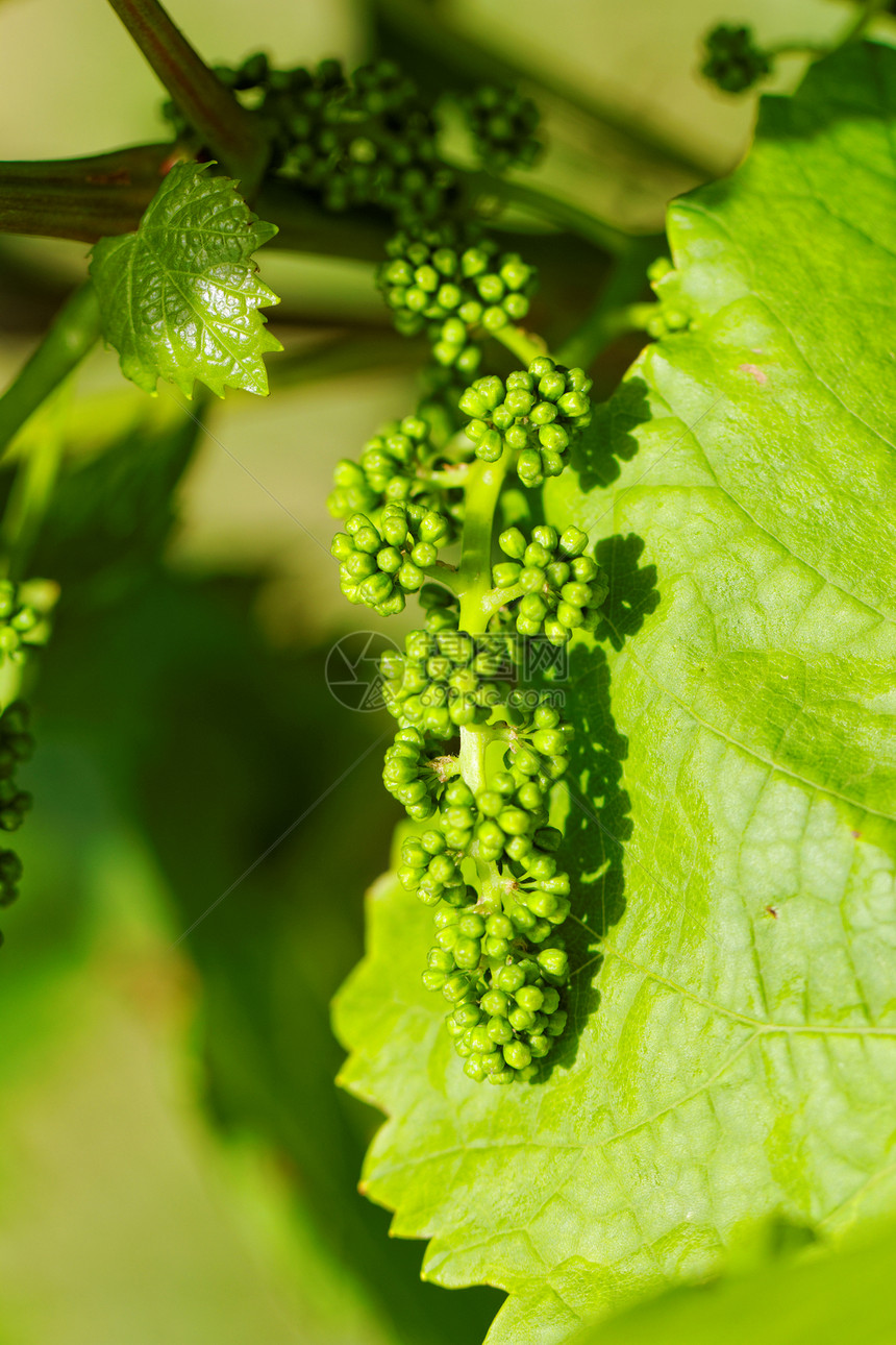 婴儿绿葡萄生产水果收成酒厂藤蔓饮食树叶营养栽培葡萄园图片