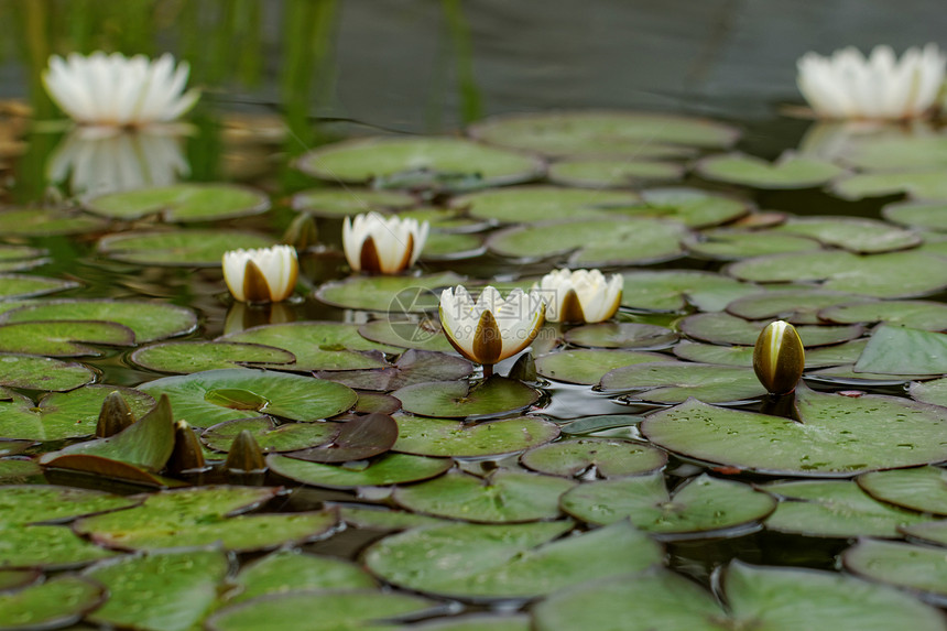 池塘里的百里水百合反射环境植物学叶子荷花绿色花瓣花朵花园图片