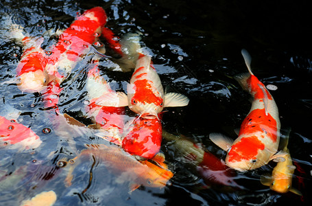 科伊池塘宠物红色橙子白色背景图片