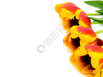 白色背景上的图利页黄色红色绿色郁金香花瓣礼物叶子植物香味背景图片