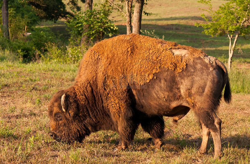 野牛牧场男性棕色头发水牛荒野蜕皮牛角草地哺乳动物蹄子图片