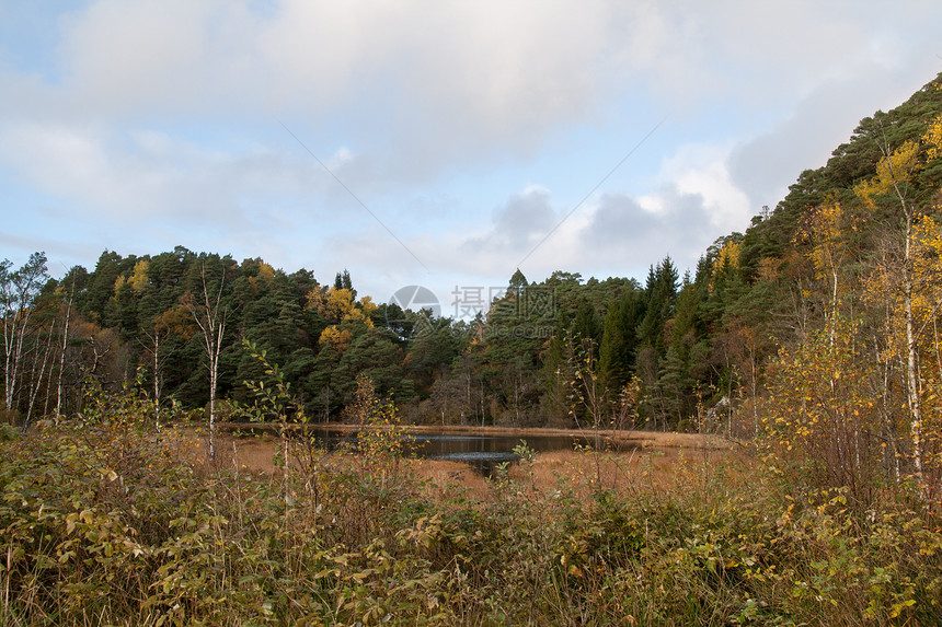 森林的秋天树木树叶区系风景植物季节收获时间棕色旅行图片