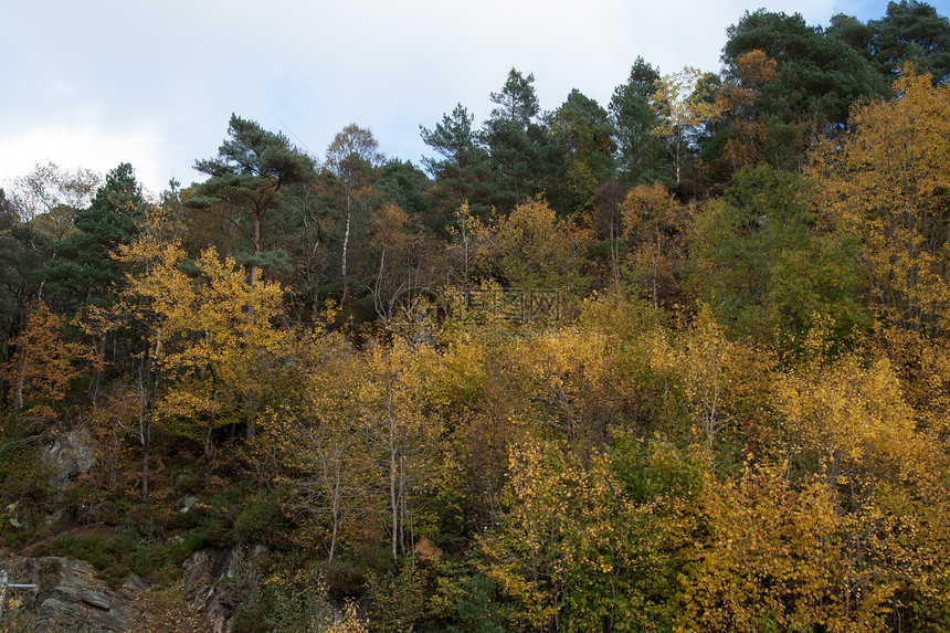 森林的秋天绿色树木文化植物区系风景时间灰色旅行季节图片