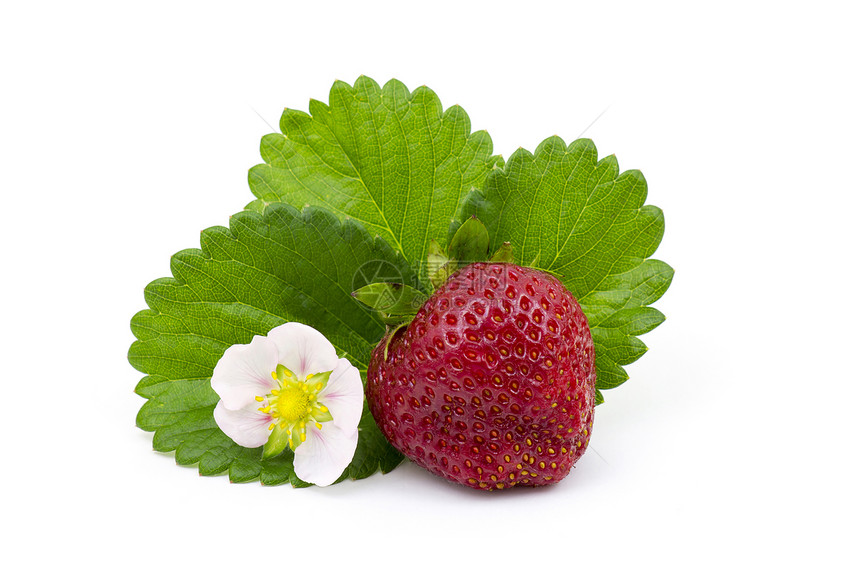 新鲜草莓水果绿色白色花园饮食养分叶子果味甜点食物图片