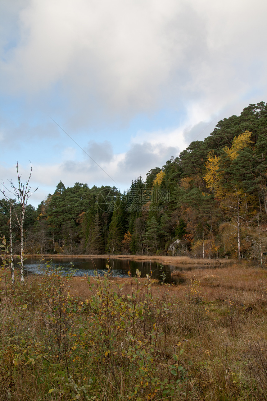 森林的秋天植物树木文化绿色树叶风景收获目的地时间旅行图片