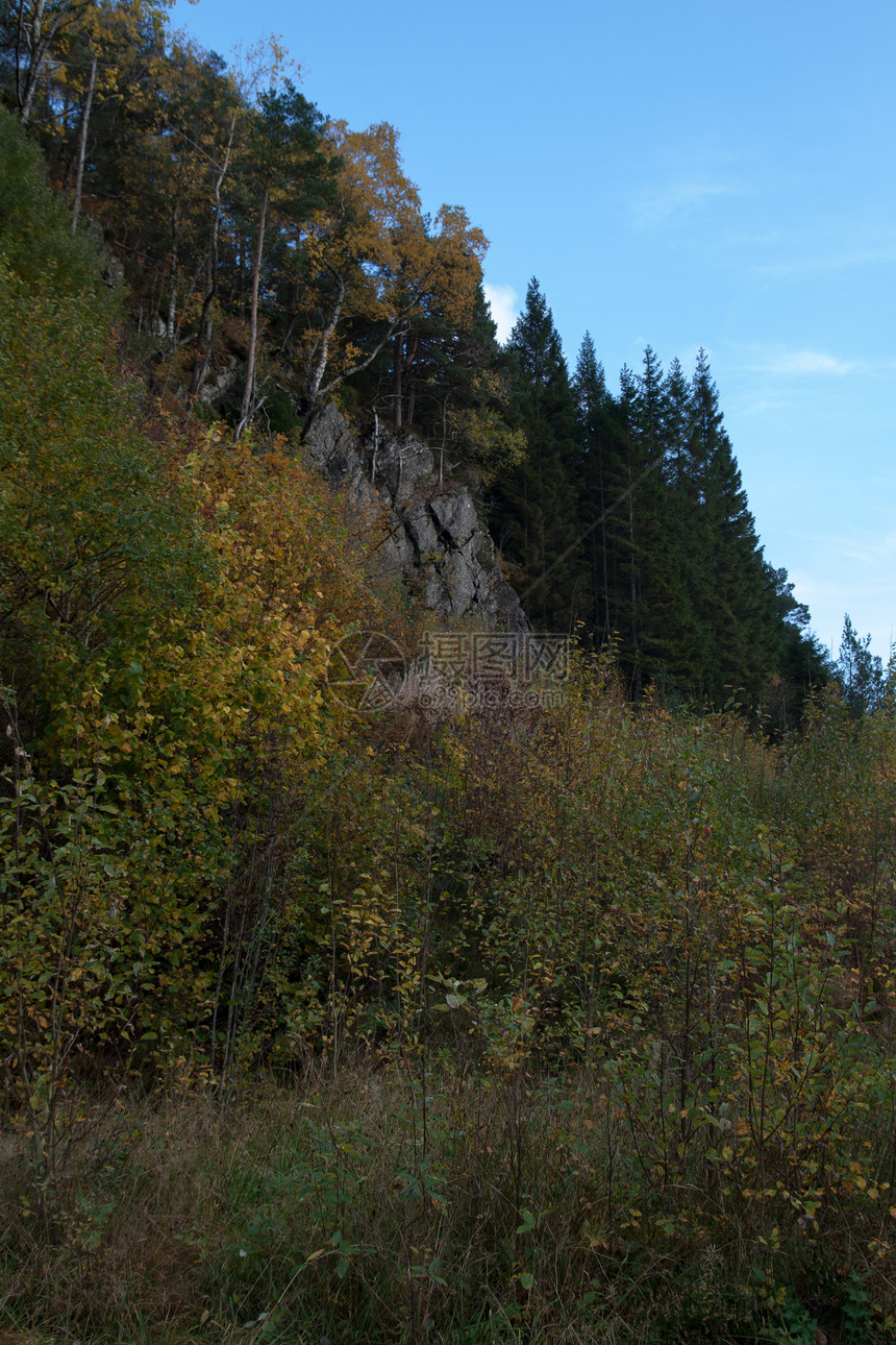 森林的秋天风景绿色时间目的地植物灰色旅行季节树木收获图片
