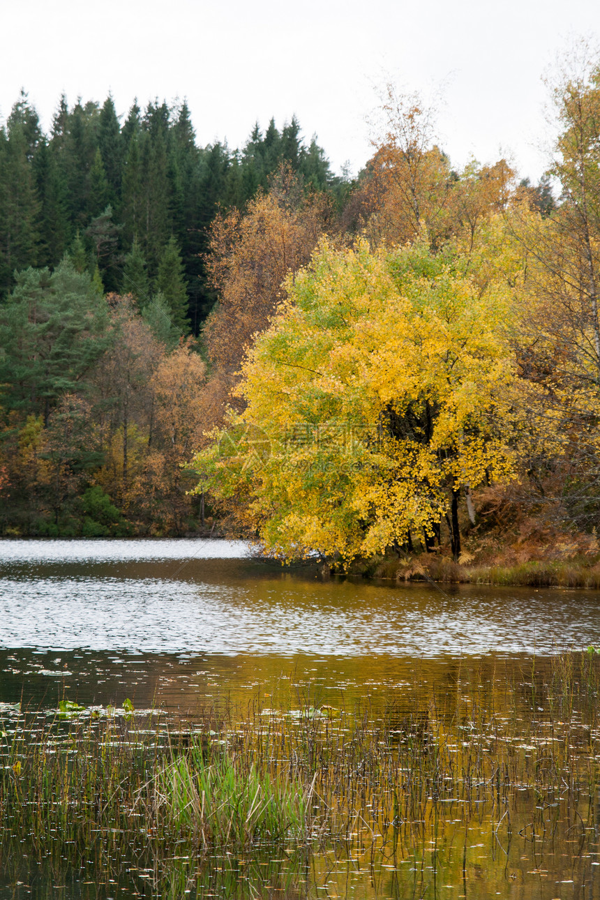 森林的秋天风景绿色文化树叶旅行时间灰色收获区系树木图片