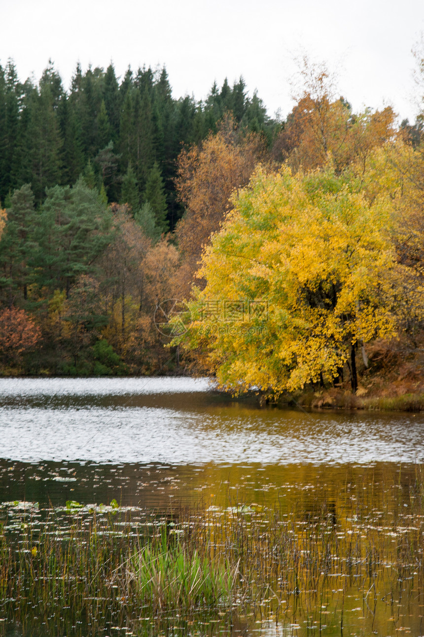 森林的秋天区系目的地树木文化灰色时间风景植物棕色绿色图片