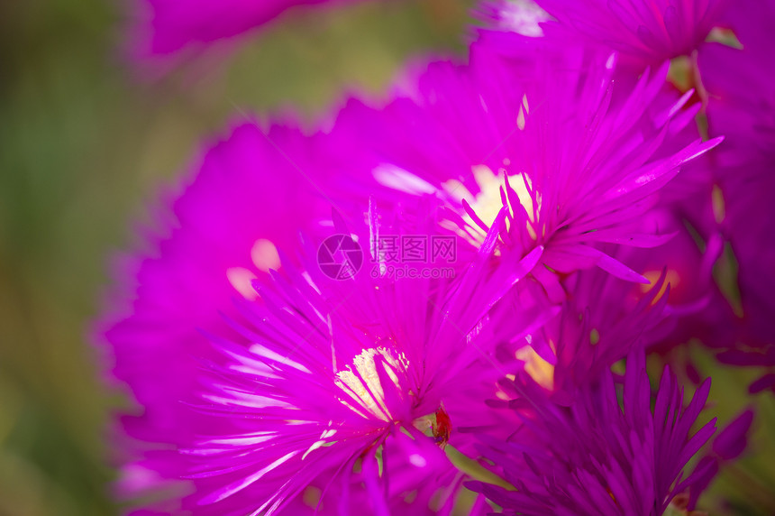 香辣植物粉花黄色粉色肉质宏观花园雌蕊图片