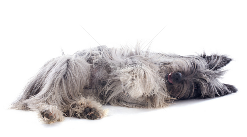 比利牛牧羊犬毛皮睡眠牧羊犬犬类动物宠物灰色工作室图片