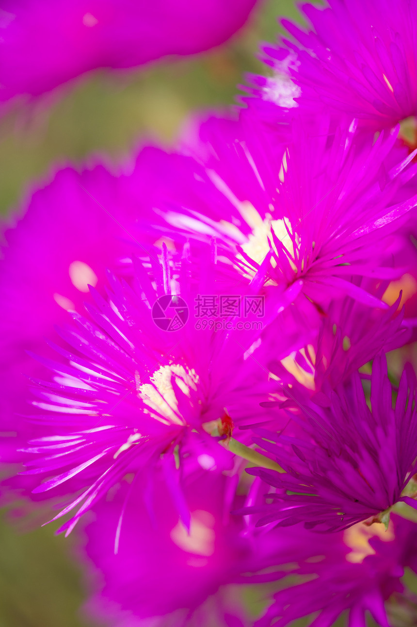 香辣植物粉花花园宏观肉质黄色雌蕊粉色图片