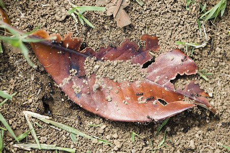 黑蚂蚁宏观棕色昆虫花园叶子黑色背景图片