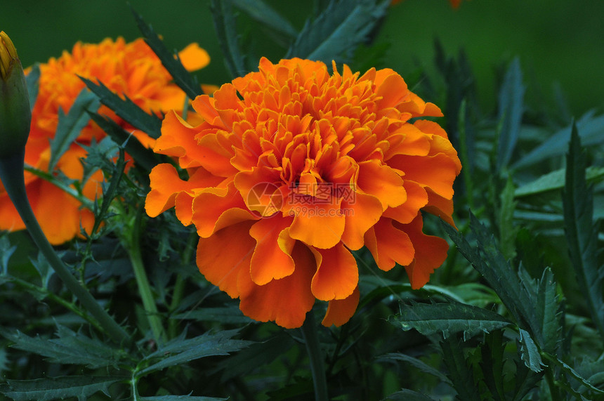 橙色花朵花园花瓣年度生长橙子图片