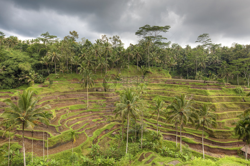 稻田植物农场爬坡旅行粮食食物乡村热带阳台旅游图片