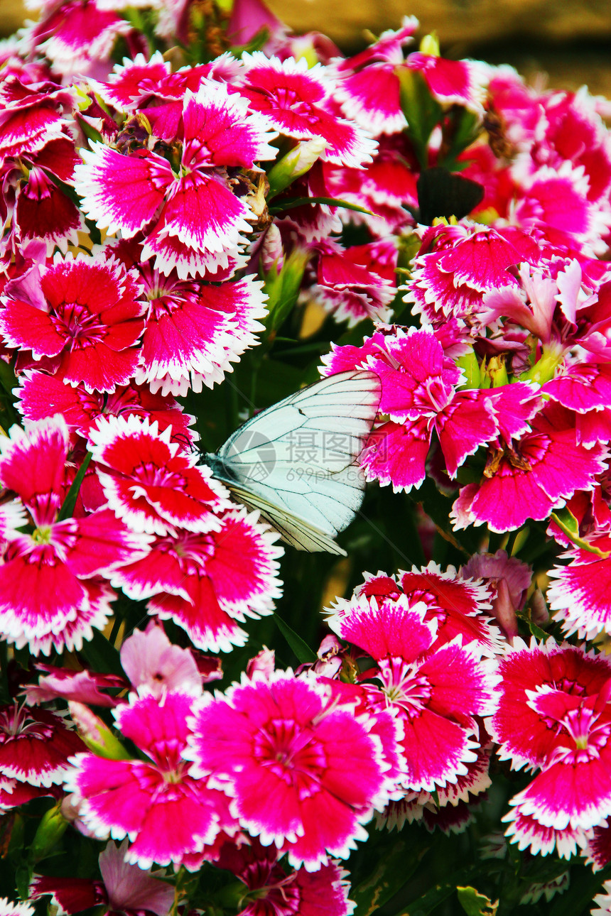 红红色康乃馨的白蝴蝶图片