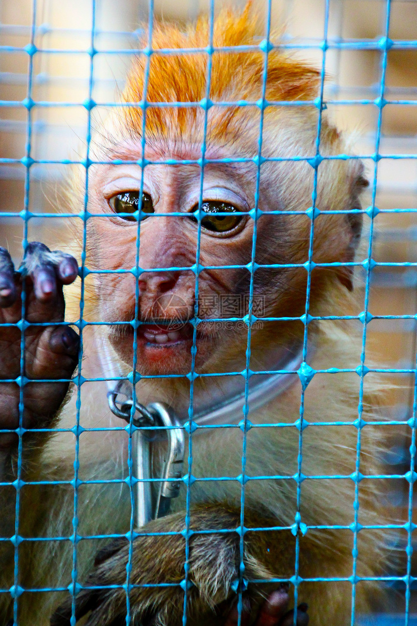 印度尼西亚爪哇一个笼子里的幼猴子图片