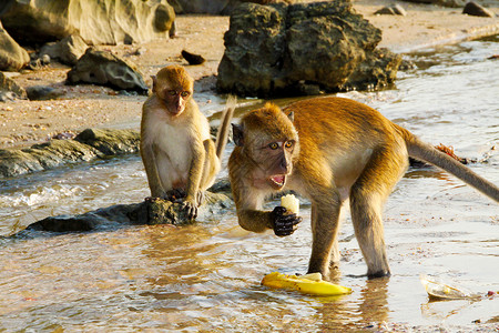 泰国克拉比的野猴子背景图片