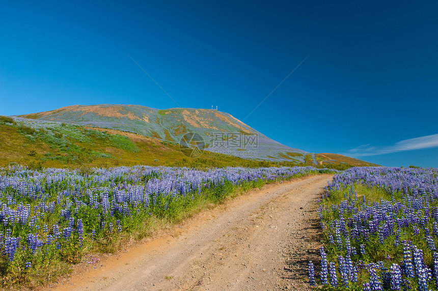 鲁邦和山岳墙纸爬坡远景花朵场地蓝色草地半岛天空紫色图片