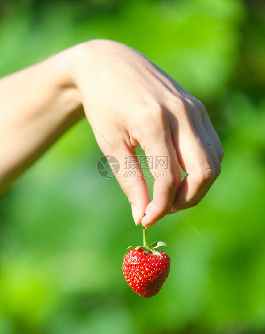 手持草莓农场农业甜点手指叶子水果植物礼物手臂饮食图片