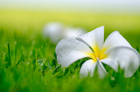 杰普尼弗朗吉帕尼或普卢梅花花叶子植物绿色花园鸡蛋花白色黄色背景