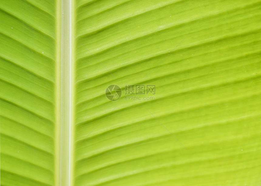香蕉叶叶子热带树叶墙纸绿色植物图片