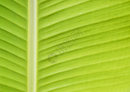 香蕉叶叶子热带树叶墙纸绿色植物背景图片