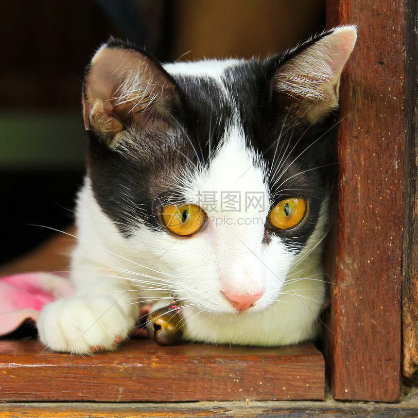 泰泰铢猫科虎斑宠物毛皮胡须眼睛猫咪动物小猫图片