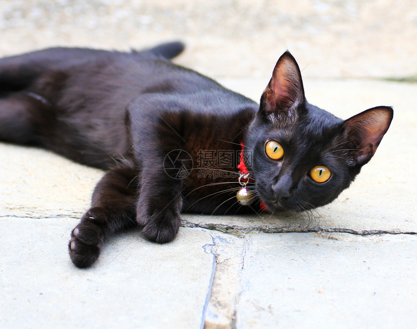 泰泰铢虎斑毛皮小猫动物猫咪胡须黑色猫科宠物眼睛图片