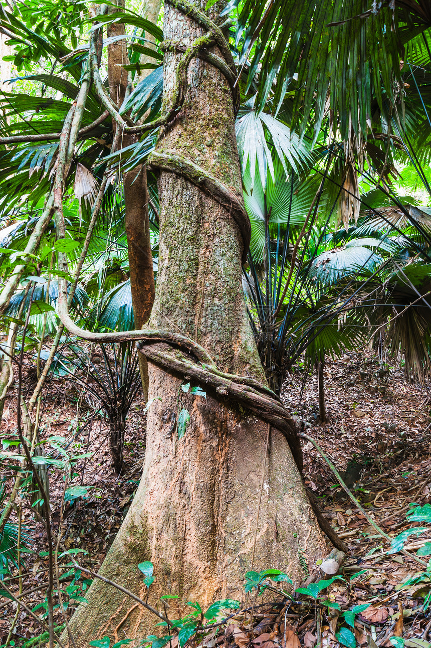 东南亚的热带雨林地区生长棕榈树干蕨类射线野生动物植物学季节光束衬套图片