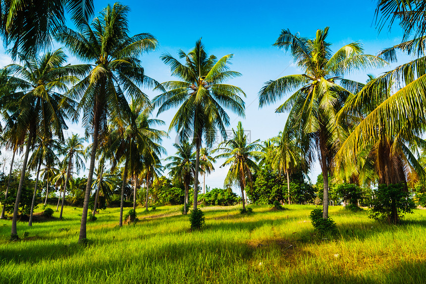 在阳光明媚的日子 椰枣树的果实气候植物农场树林旅行场地热带森林可可摄影图片