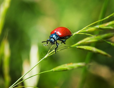 在草地上的红色虫子背景图片