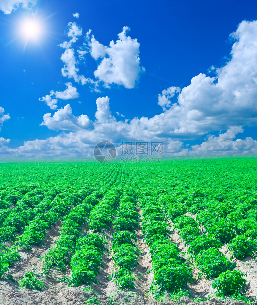 马铃薯田蓝色农业风景场地农场美化天空环境城市场景图片