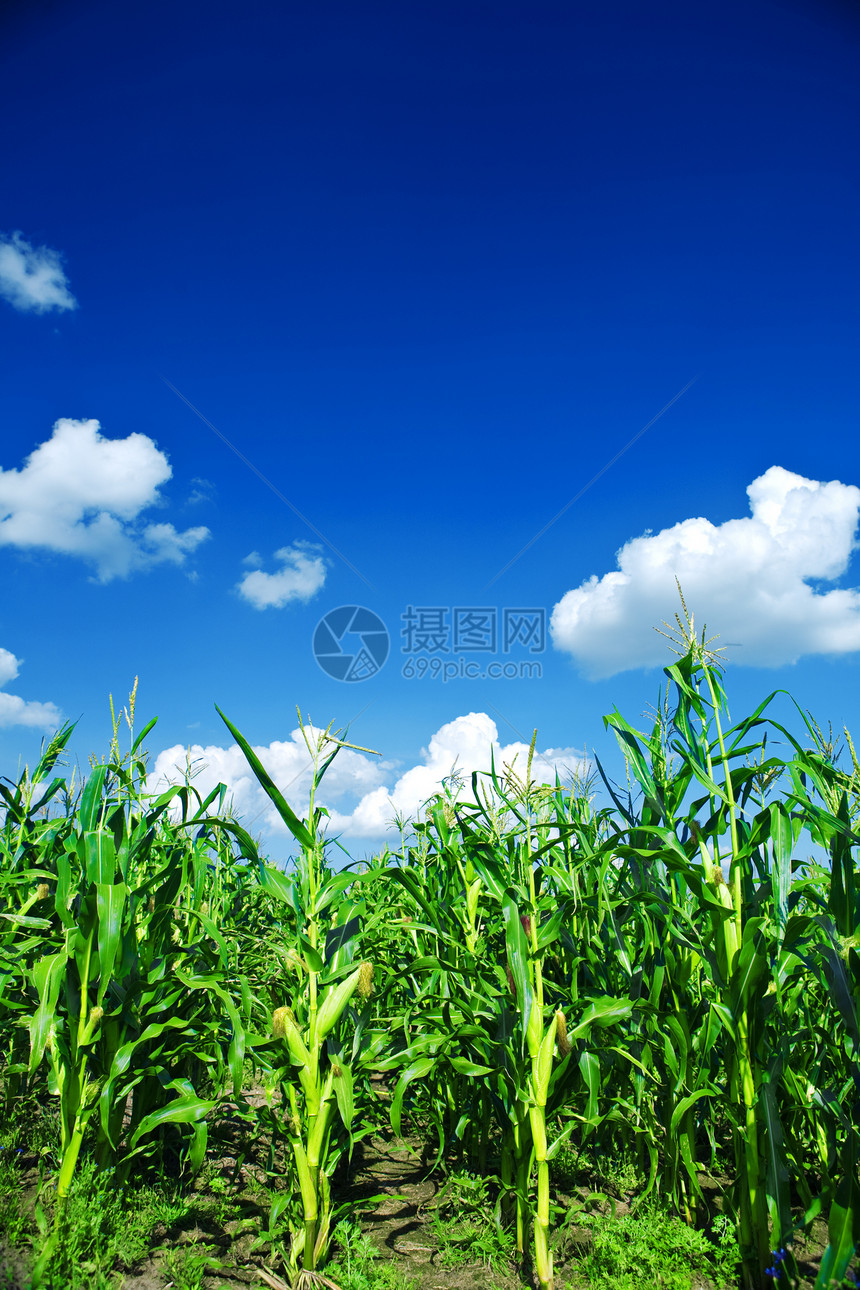 绿色的麦田蔬菜场景农作物农业城市农场场地谷物天空食物图片
