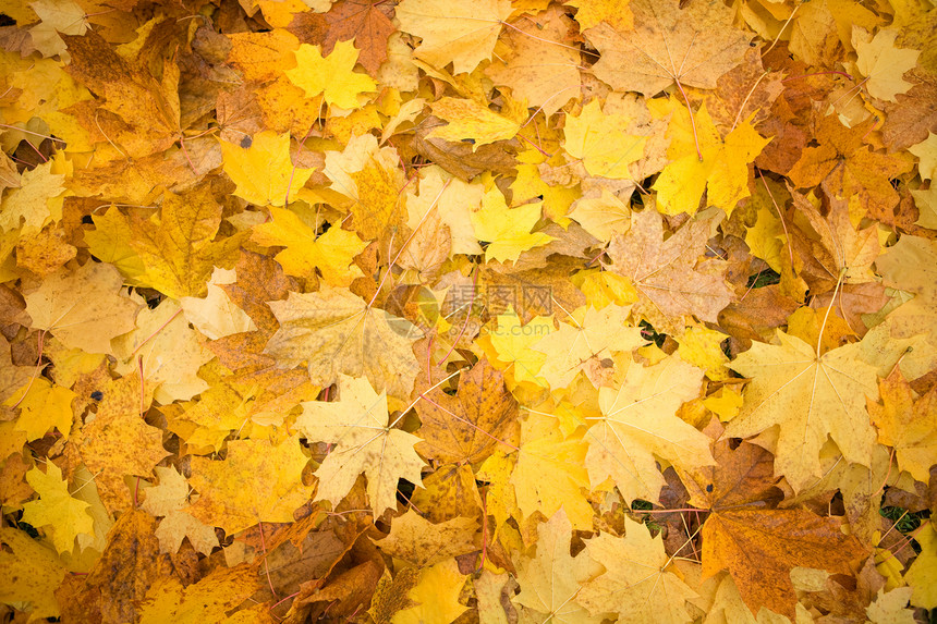 秋秋地毯季节橙子季节性棕色墙纸团体小地毯黄色叶子金子图片