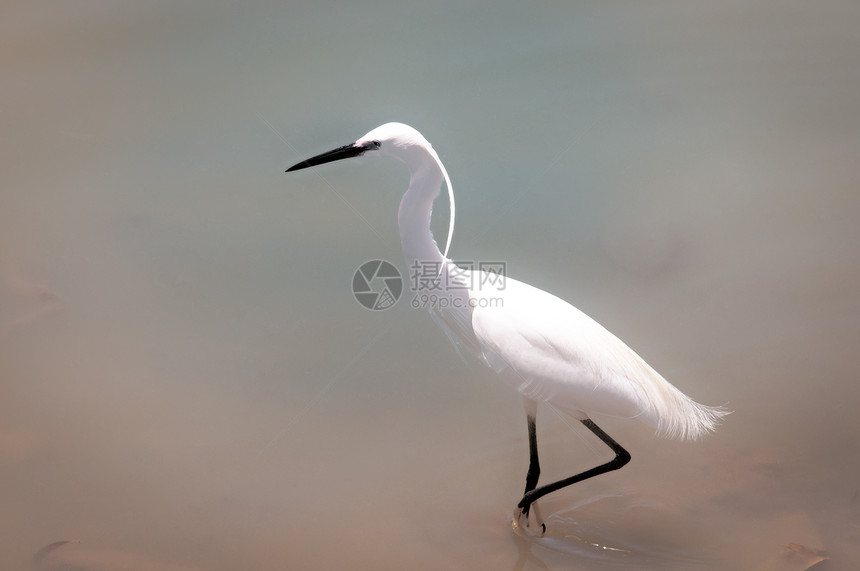 小Egret小埃格雷特白色苍鹭荒野鸟类学白鹭水鸟野生动物图片
