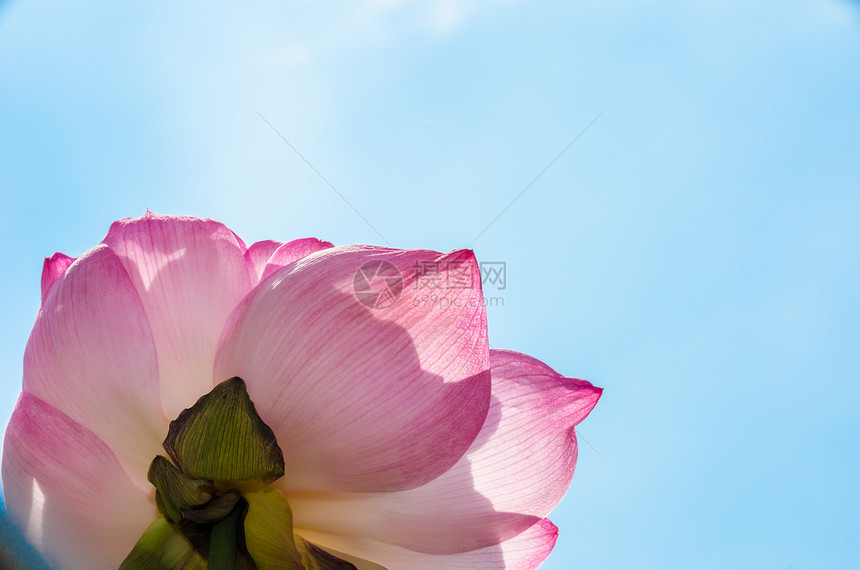 莲花花园粉色荷花叶子图片