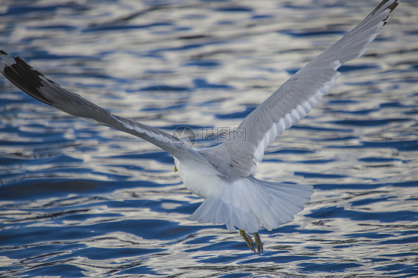 海鸥在河上飞翔翅膀动物航班飞行鸟类水鸟野生动物脊椎动物白色海鸟图片