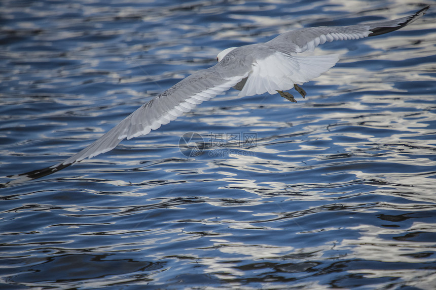 海鸥在河上飞翔白色鸟类脊椎动物海鸟翅膀水鸟野生动物羽毛飞行航班图片
