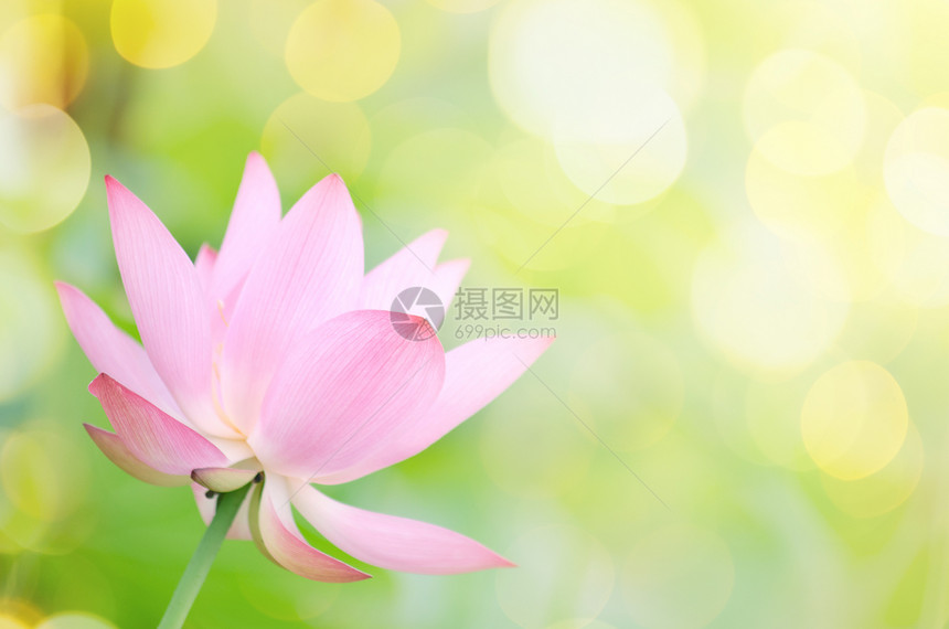莲花粉色叶子精神牧歌植物植物群冥想花园百合热带图片