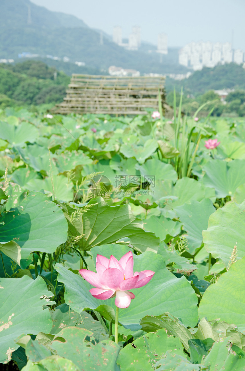 莲花牧歌百合热带精神叶子花园花瓣植物植物群农场图片