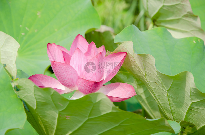 莲花树叶花瓣精神农场热带植物群牧歌植物花园场地图片