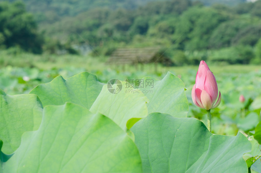 莲花植物群精神花园植物花瓣树叶热带场地叶子牧歌图片