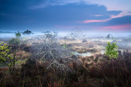 在薄雾的日落中 在沼泽下坠树而死背景图片