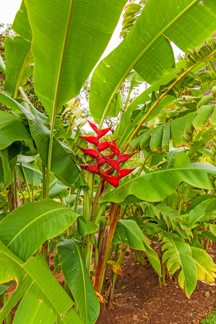 香蕉异国热带农场水果情调灌木种植园农业植物树叶图片
