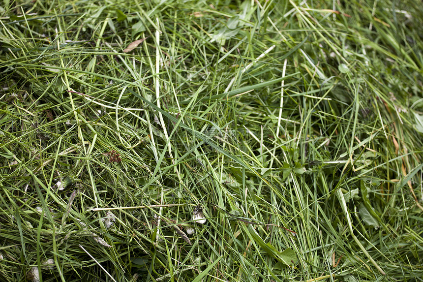 绿色绿草质乡村草本植物叶子农场稻草农业植物草垛干草蔬菜图片