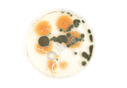 阿加盘上的各种真菌高清图片
