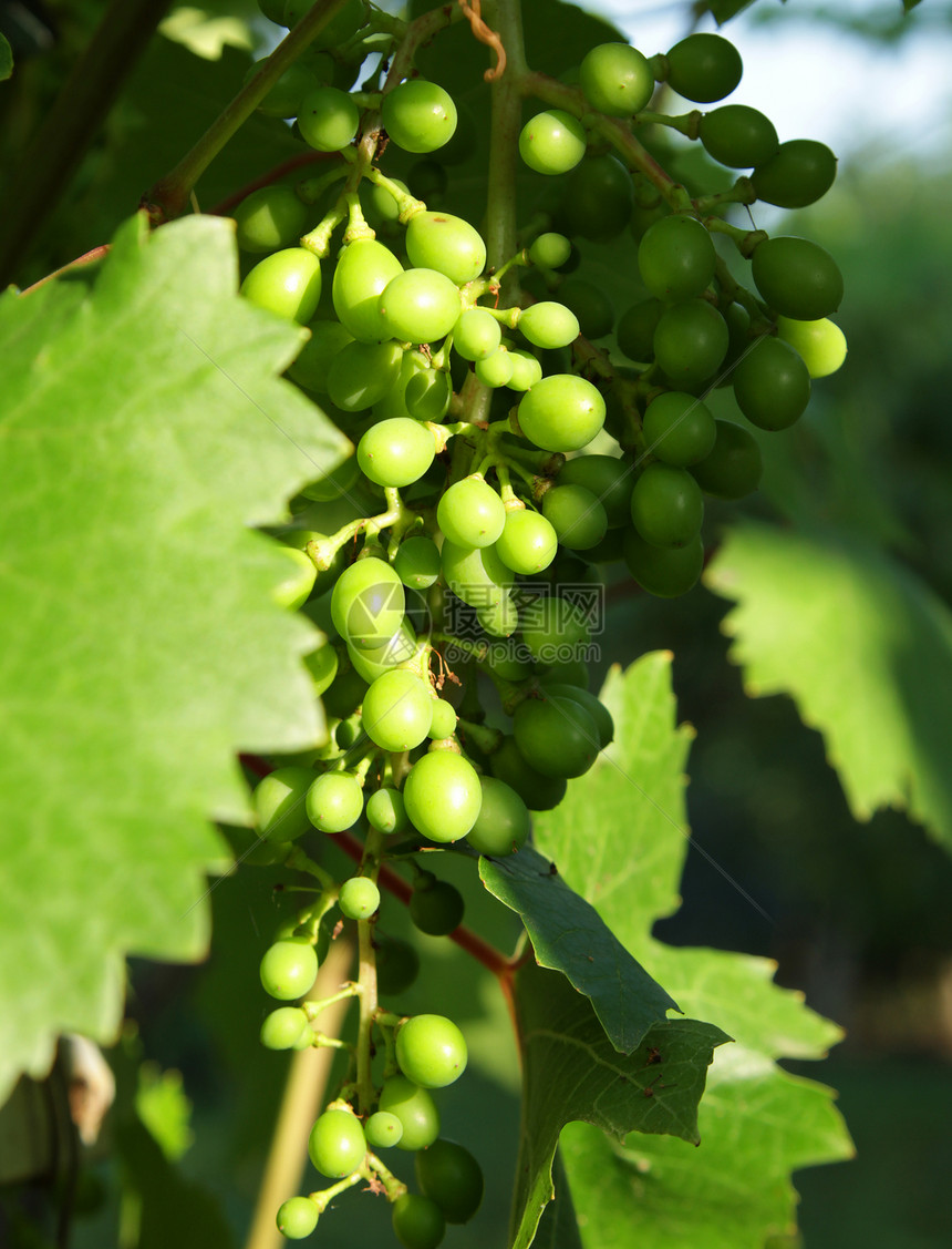 成熟的葡萄葡萄园农场饮料酒厂藤蔓叶子植物生长幼苗绿色图片