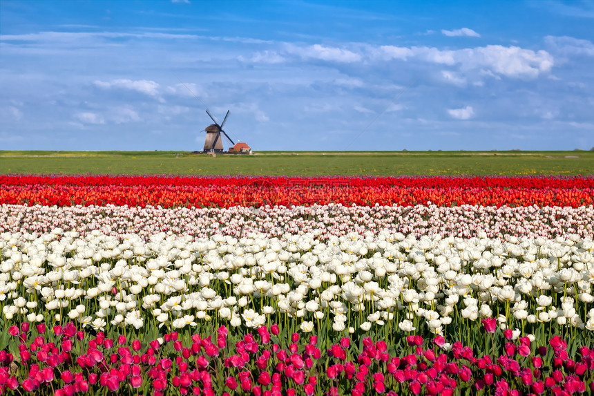 盛开的郁金香花和荷兰风车图片